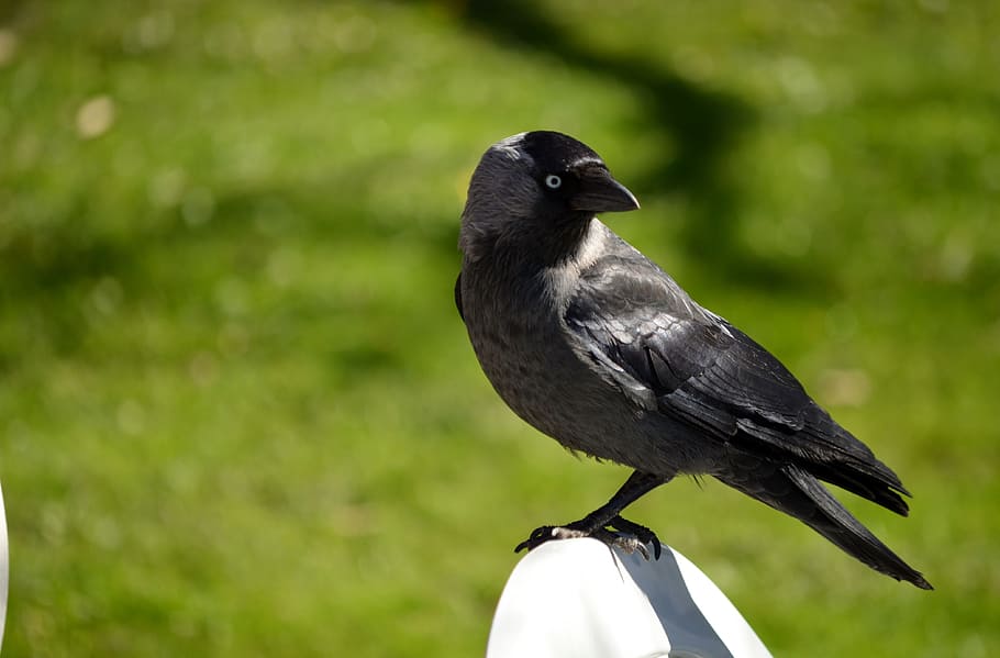 shallow focus photography of gray bird, Jackdaw, Member, Crow Family
