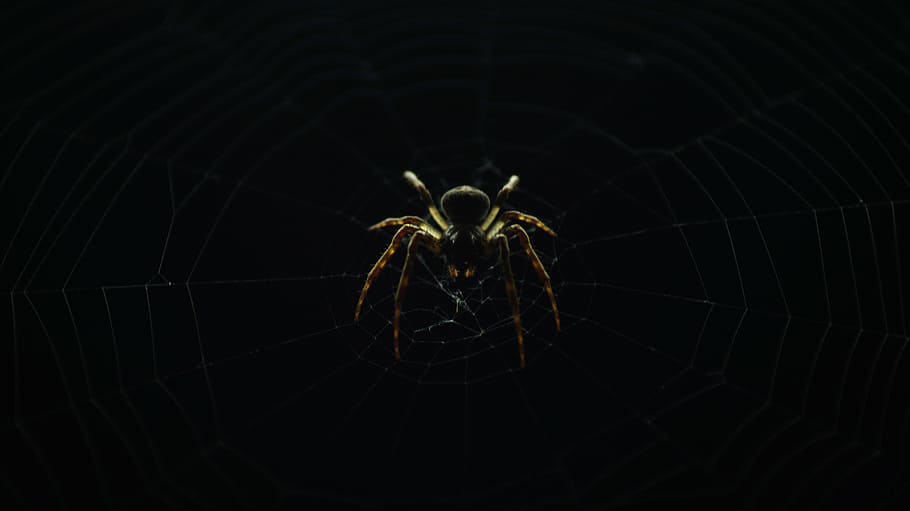 brown and black spider on web outdoor, barn, background, insect HD wallpaper
