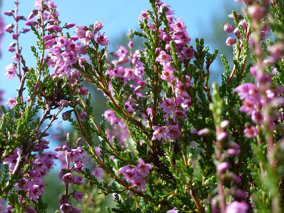 Heide, Heather, Blossom, Bloom, Purple, lüneburg heath, close HD wallpaper