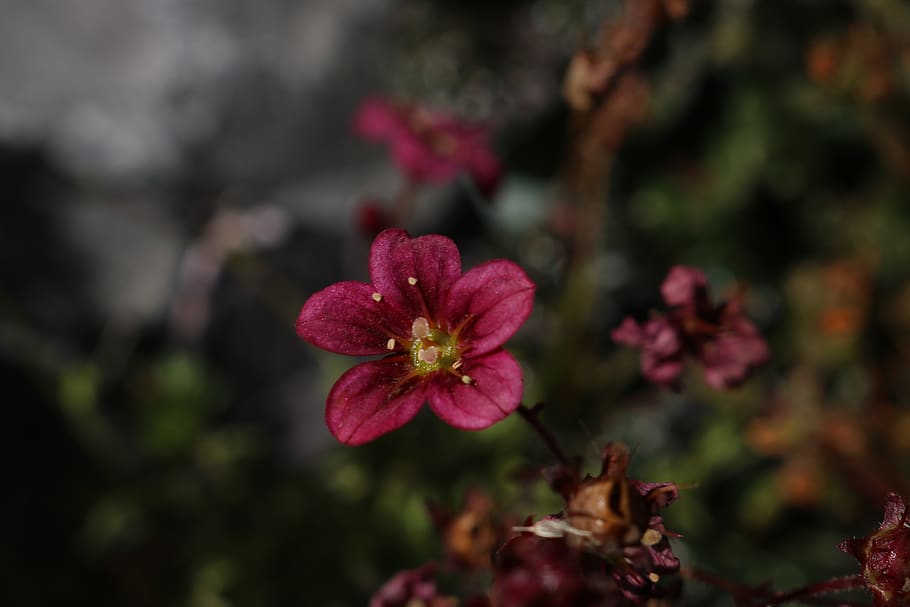 shade, summer, flower, plant, vulnerability, flowering plant HD wallpaper
