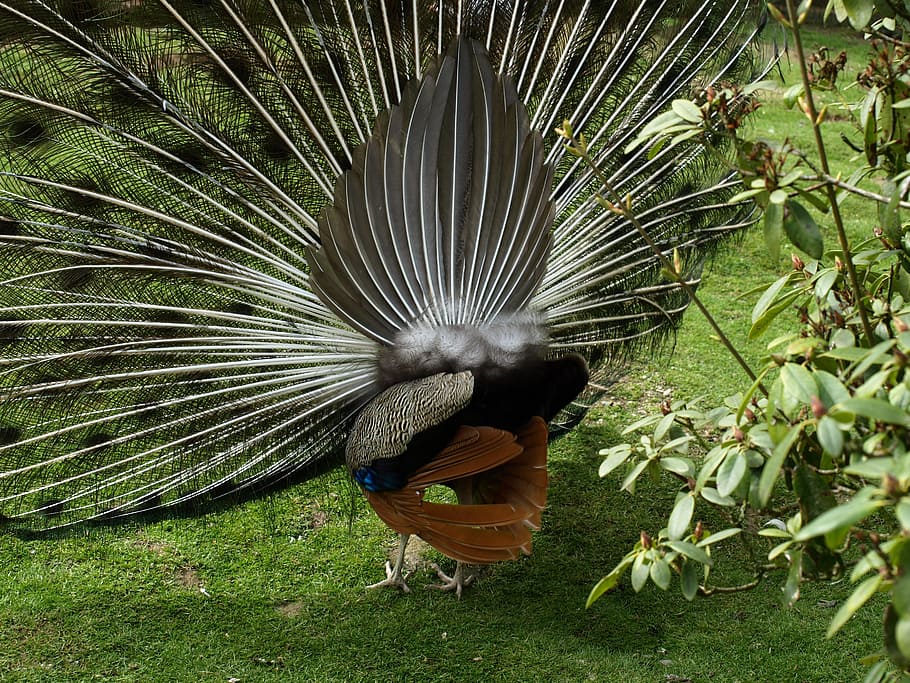 peacock wheel, feather, pavo cristatus, back, bird, animal themes