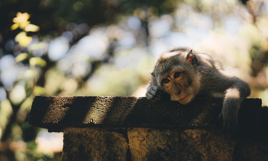 monkey laying on wall, brown monkey laying on concrete wall, gray HD wallpaper