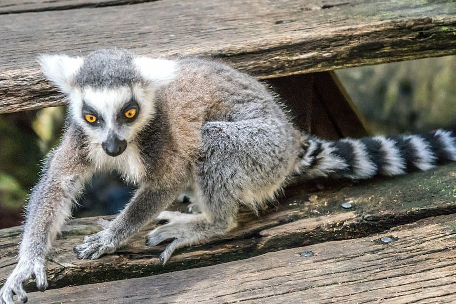 cute lemur eyes