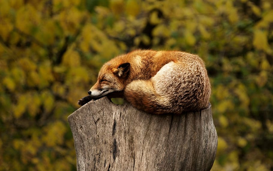 red fox on wood trunk at daytime, tree, stump, sleeping, resting