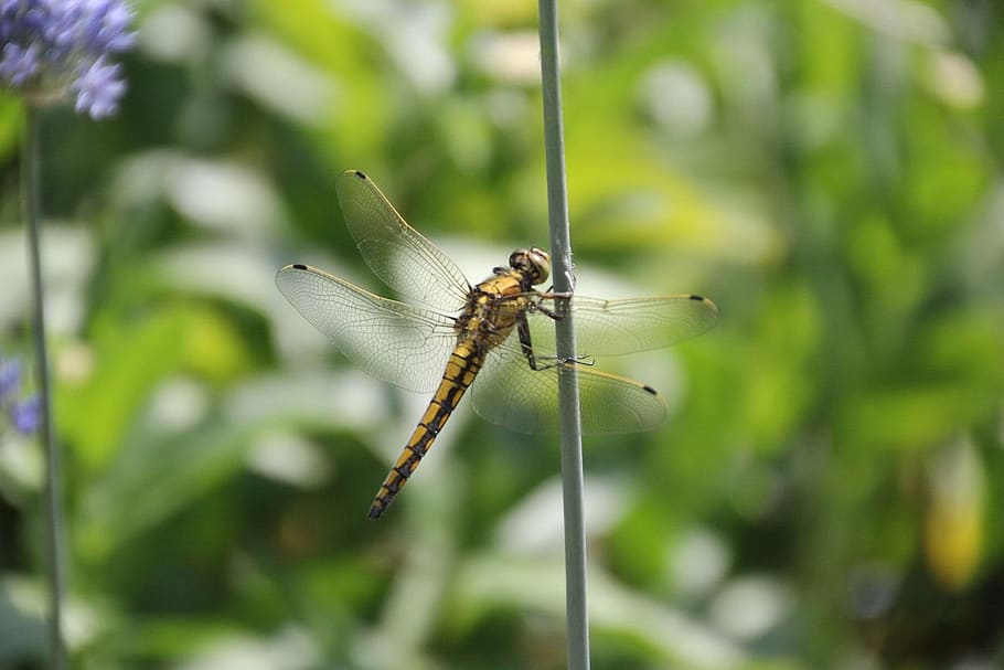dragonfly, garden, insect, animal, animal themes, animal wildlife HD wallpaper