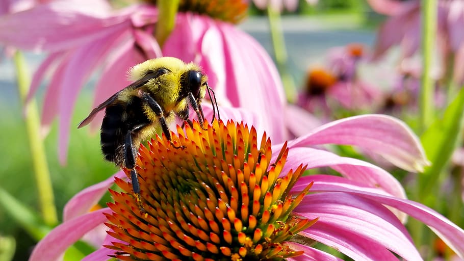 bee on red and yellow flowers, coneflower, insects, bumblebee HD wallpaper