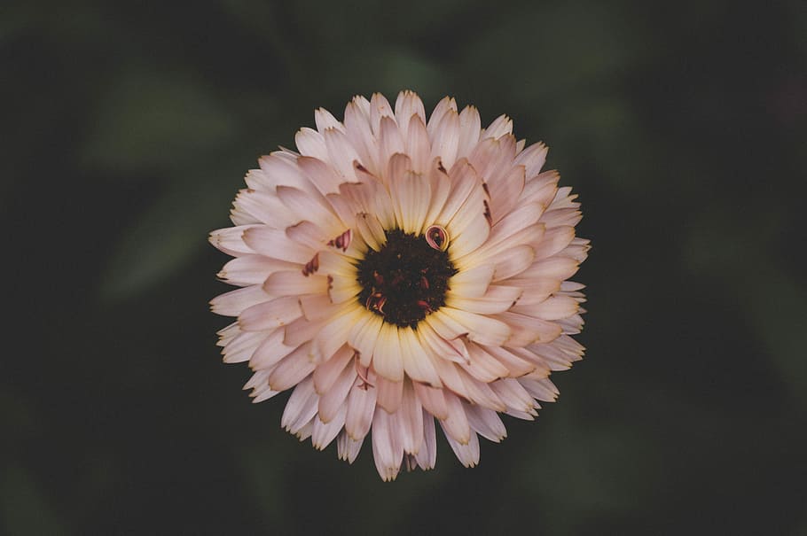 closeup photography of white petaled flower, closeup photo of pink daisy flower HD wallpaper