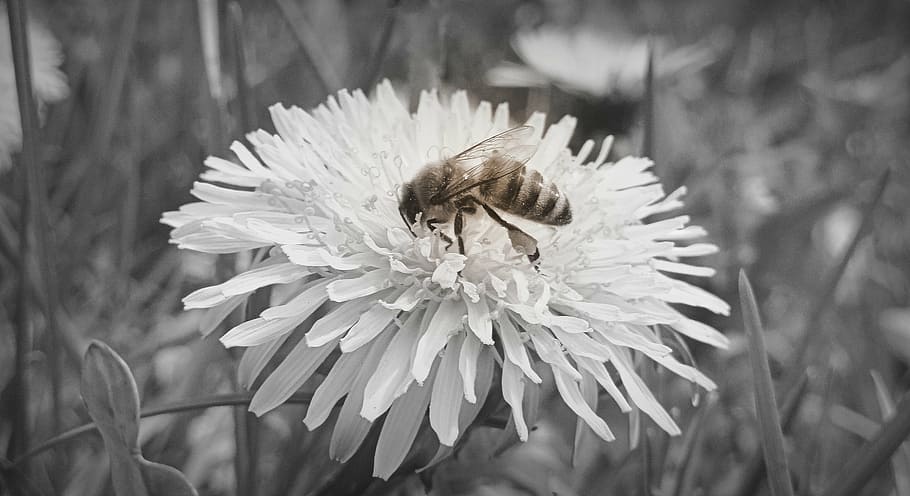 bee, sonchus oleraceus, nectar, flower, spring, closeup, macro HD wallpaper