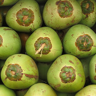 Coconuts, Fruit, Seed, green, drupe, tropical, exotic, shiggaon HD wallpaper