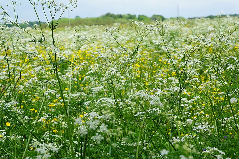 p, meadow, field, plant, flower, flowering plant, beauty in nature HD wallpaper