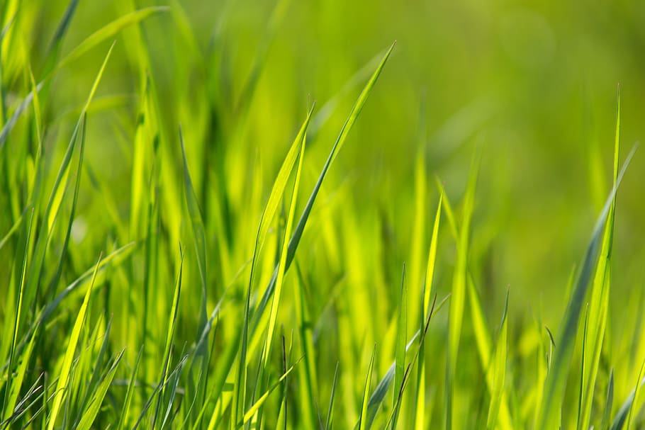nature, field, grass, blur, close-up, environment, green, growth, HD wallpaper