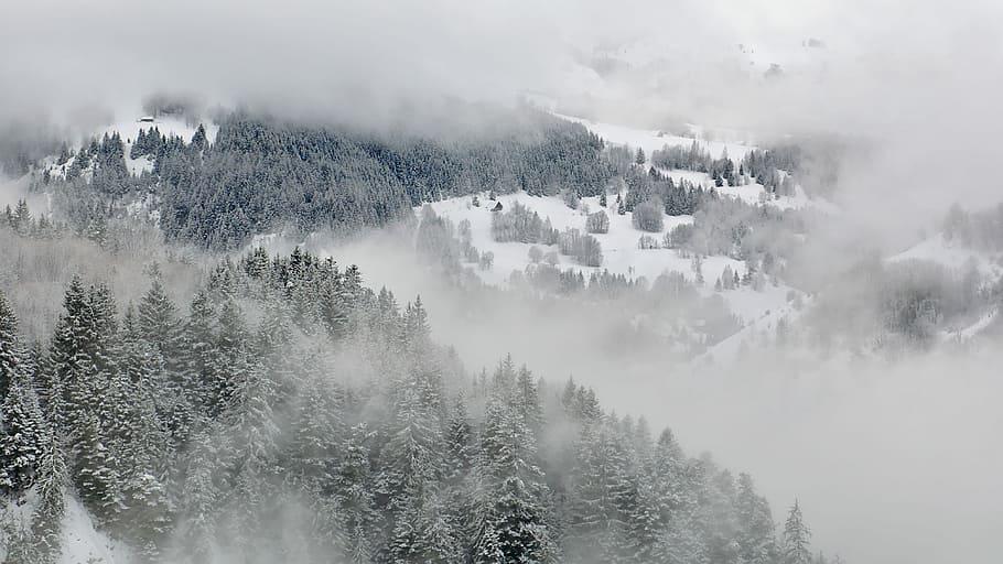 bird's eye view photo of tall trees during winter, pine trees covered with snow HD wallpaper