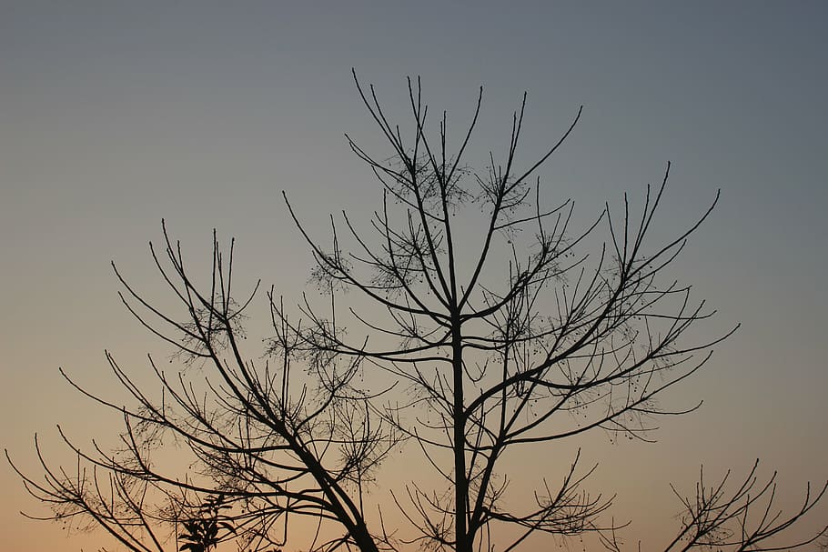 branch, decoration, silhouette, tree, sunset, evening, autumn HD wallpaper