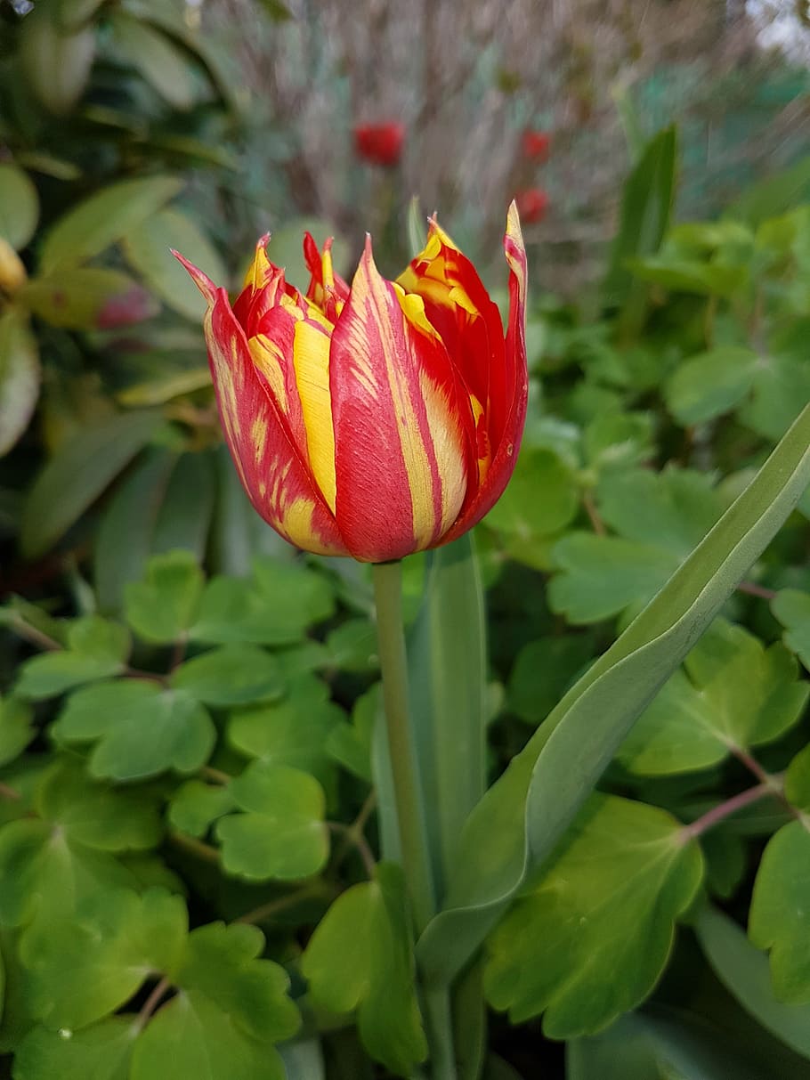 spring, flowers, tulips, flowering plant, beauty in nature HD wallpaper