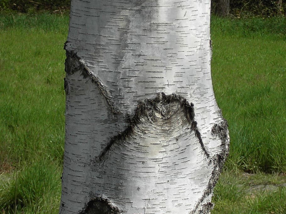 Trunk, Log, Birch, Tree, Nature, birch trunk, grass, day, outdoors HD wallpaper