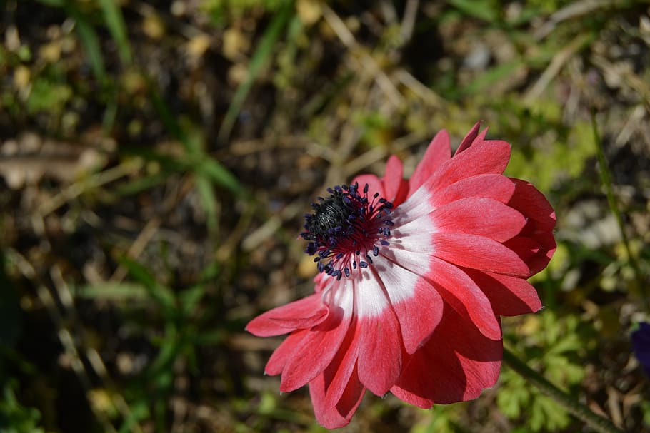 anemone, flowers, red, white, red flower, petals, colorful HD wallpaper