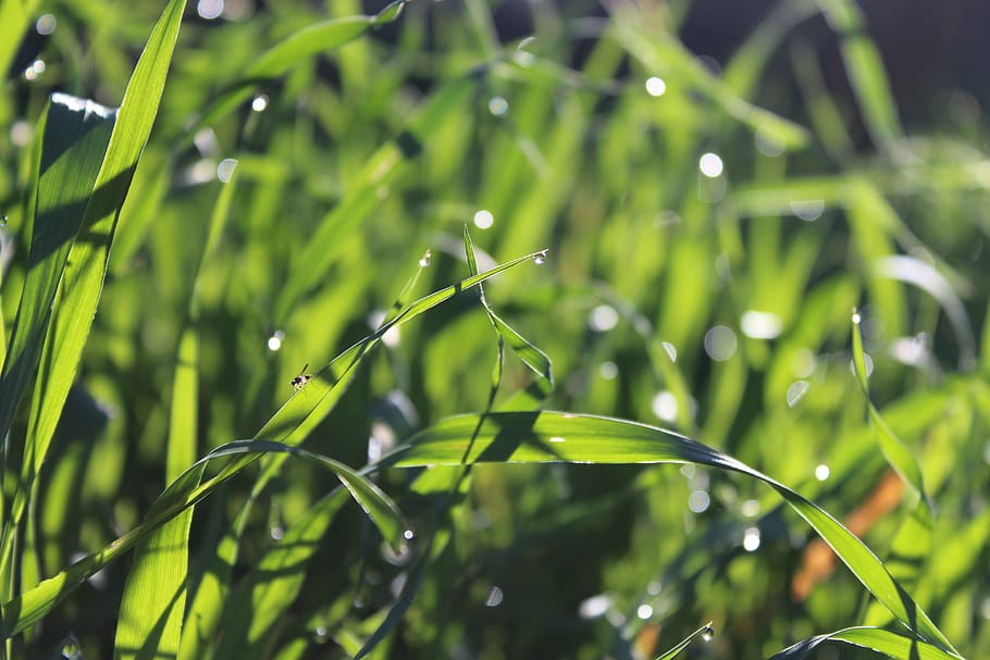 green, grass, insect, macro, sun, drop, summer, nature, leaf HD wallpaper