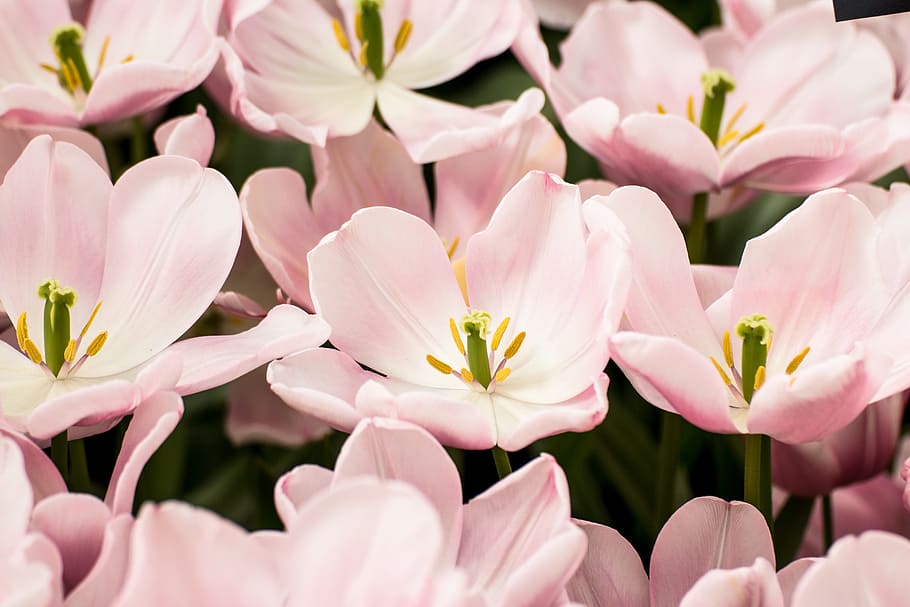 pink flowers, pink tulips in bloom close up photo, Pretty in pink HD wallpaper