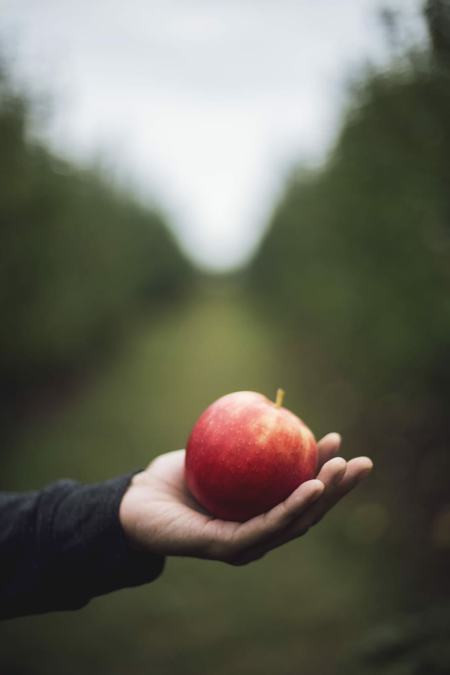 apple on person's hand, person holding a red apple using left hand in selective focus photography