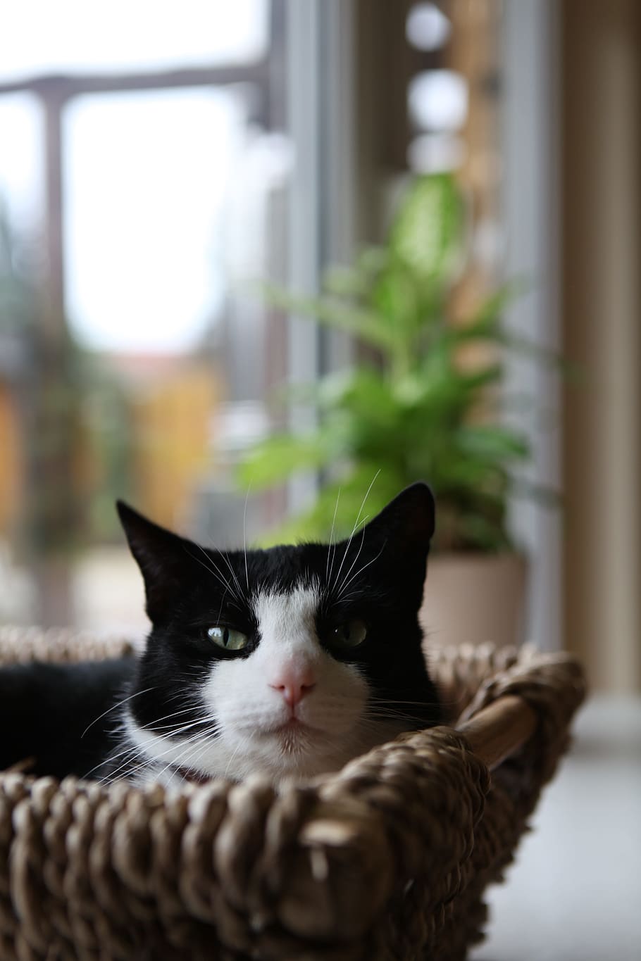 cat, basket, rest, kitten, cute, pets, domestic, domestic cat HD wallpaper