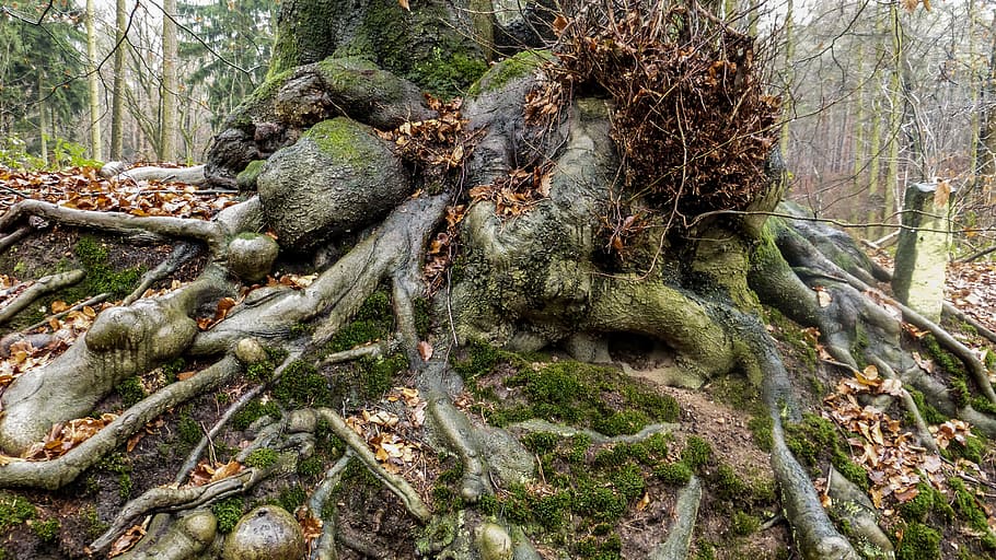 brown roots, trees, green, forest, log, wood, nature, natural energy HD wallpaper