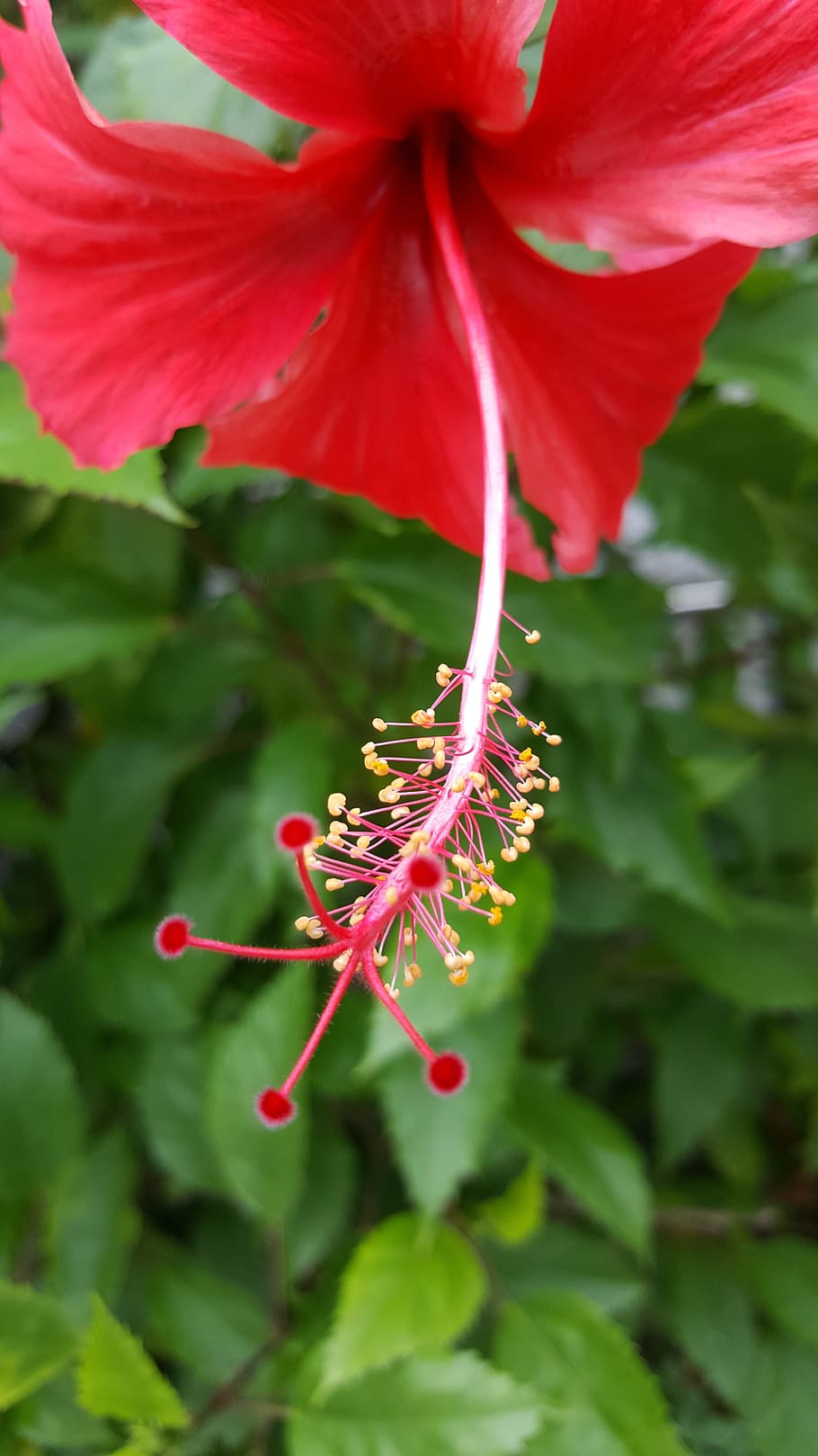 hibiscus, red, flora, flower, nature, plant, floral, leaf, rose, HD wallpaper