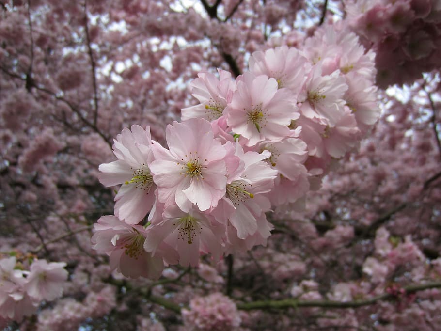 Tree, Flowers, Bloom, Cherry Blossoms, nature, spring, pink HD wallpaper