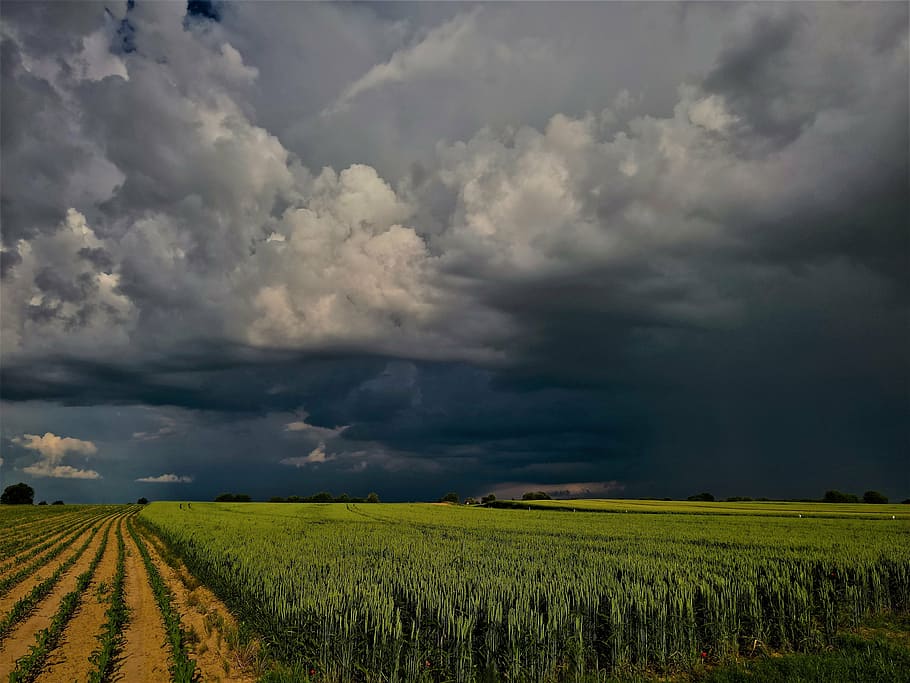 green field, landscape, weather, before storm, summertime, nature HD wallpaper