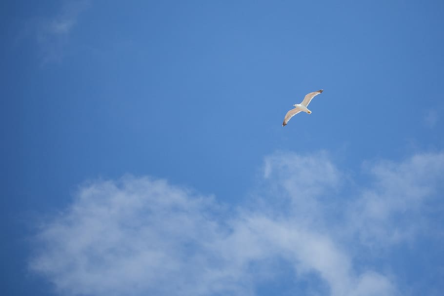 Flying Seagull — Free as a Bird, blue, clouds, minimal, minimalistic, HD wallpaper