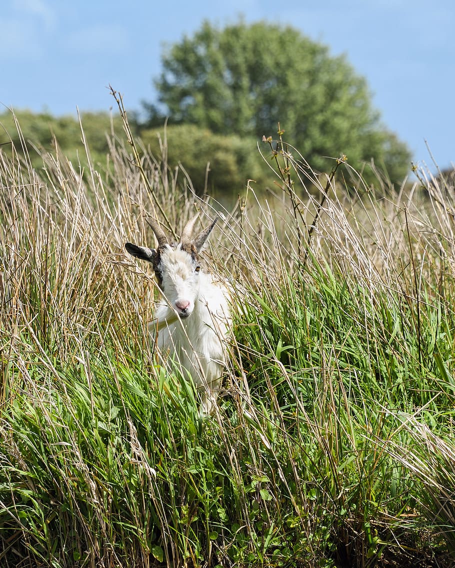 Goat, White, Marsh, Nature, biquette, animal, grass, mammal HD wallpaper