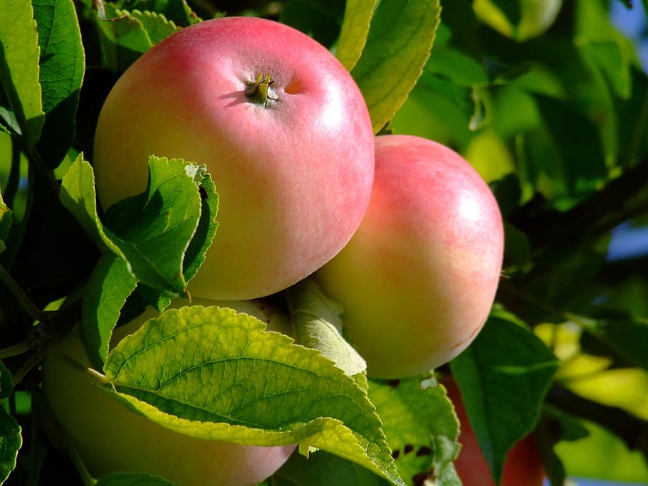 selective focus of round red fruits, apple, fruit tree, vitamin HD wallpaper