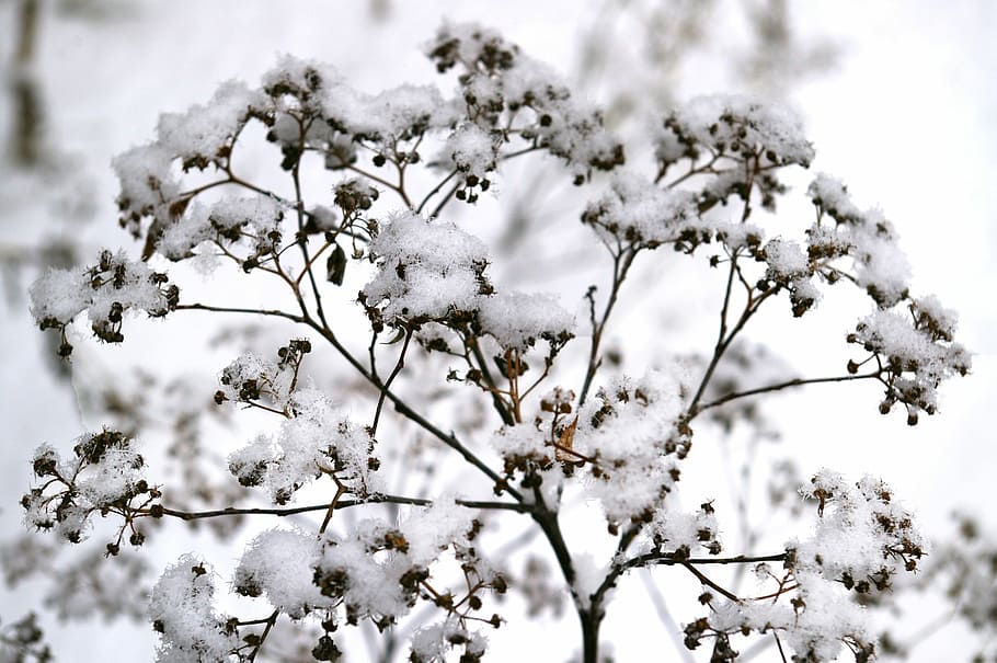Winter, Snowy, Wintry, Branch, winter mood, winter magic, kahl HD wallpaper