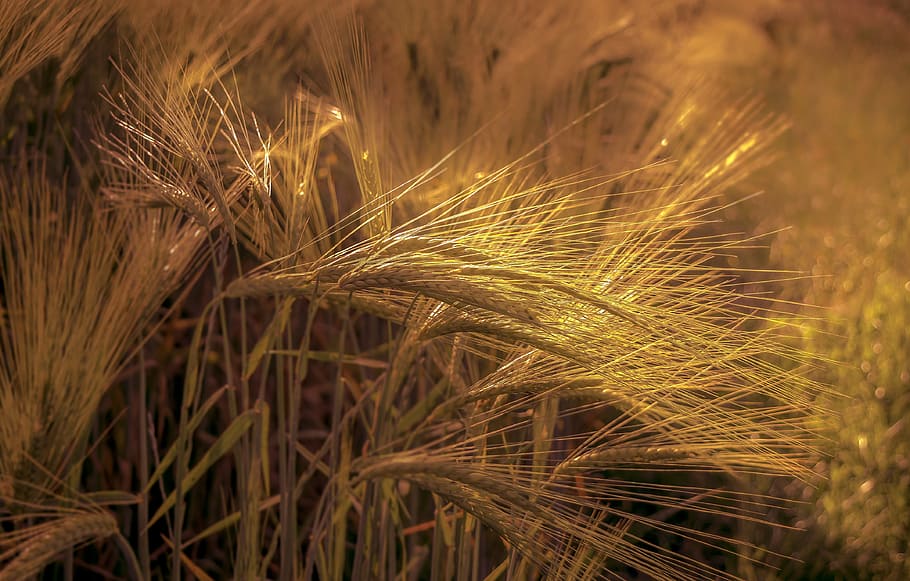 field, gold, mowing, wheat, yellow, agriculture, cereal plant HD wallpaper
