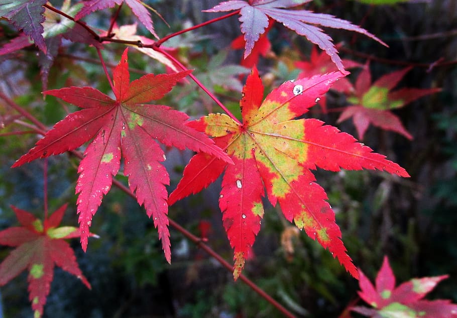 autumn, leaf, nature, fall, flora, maple, plant part, change HD wallpaper