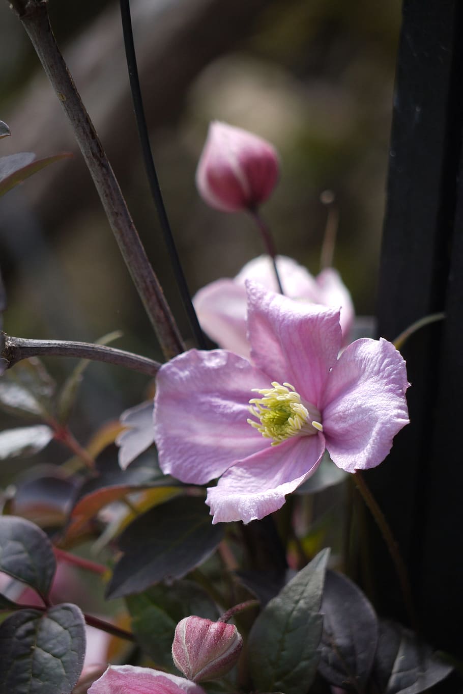 simple, pink, flower, sums, garden, blossom, plant, flowering plant HD wallpaper