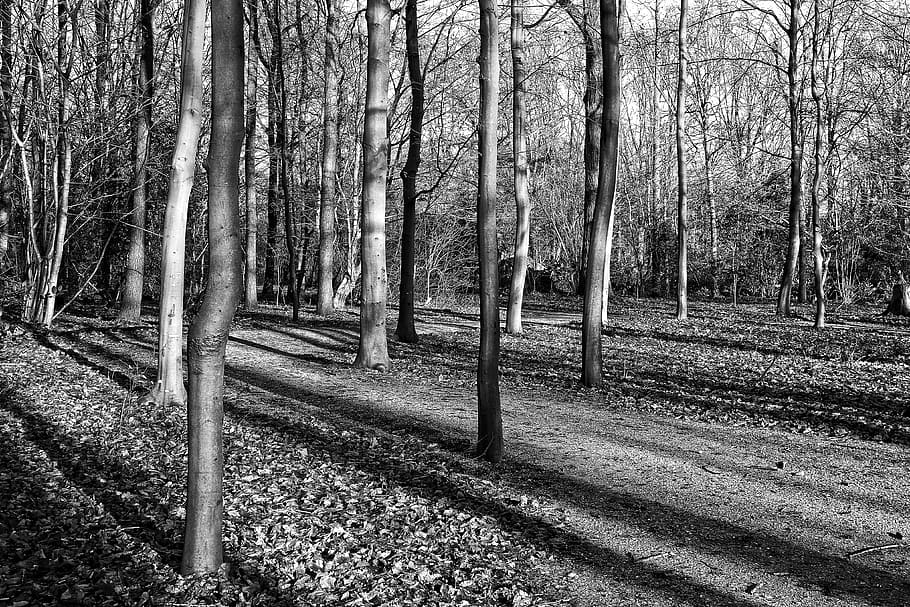 forest, trees, slender trees, trunks, shadows, elongated shadows HD wallpaper