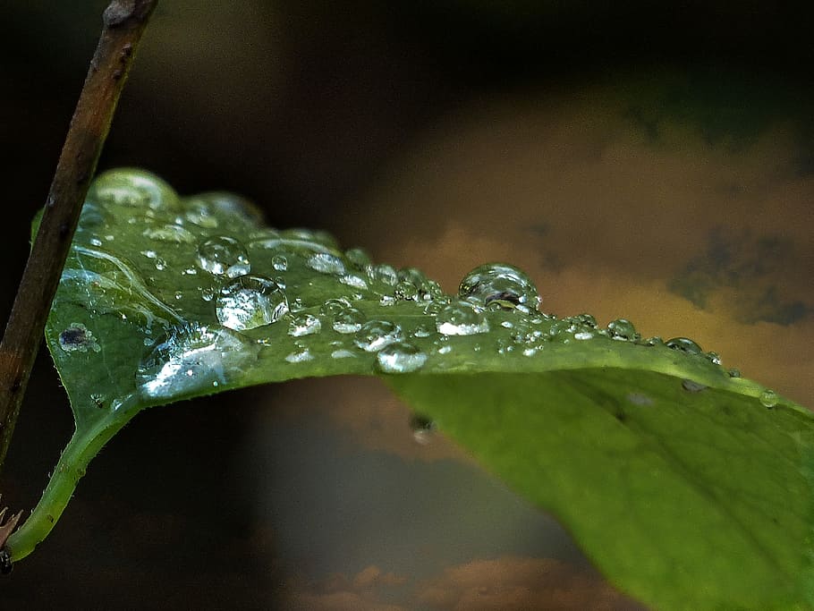 HD wallpaper: selective focus photography of leaf with dew, Early ...