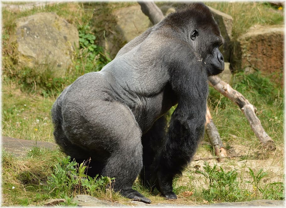 gorilla, zoo, series, monkey, monkeys, holland, amsterdam, animal HD wallpaper