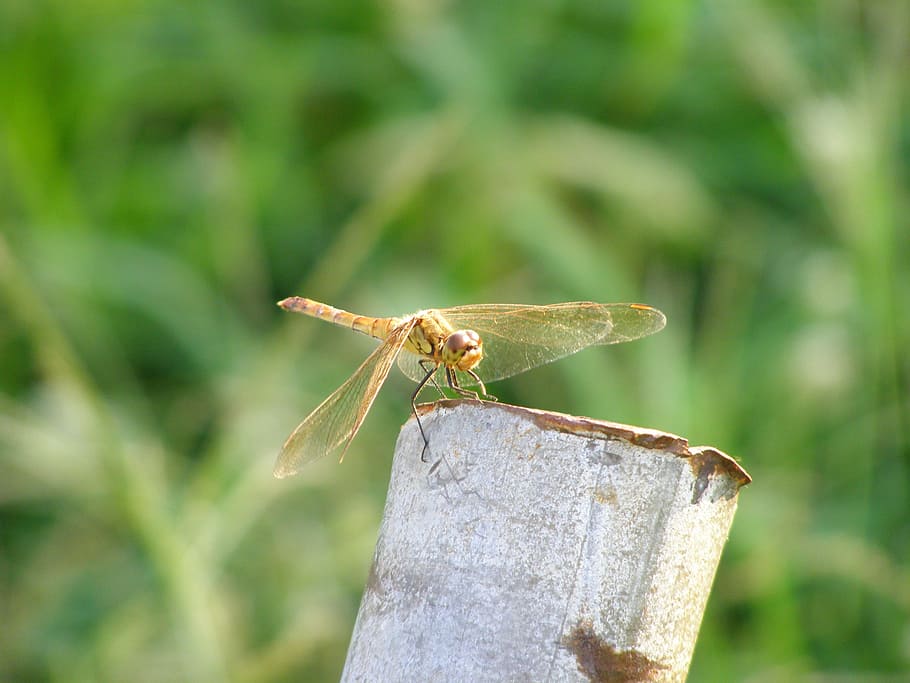 dragonfly, nature, insects, invertebrate, animal, animal themes HD wallpaper