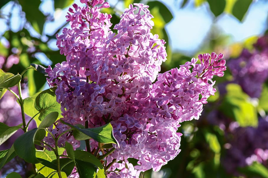 lilac, syringa, close, purple, ornamental shrub, bloom, syringa vulgaris, HD wallpaper