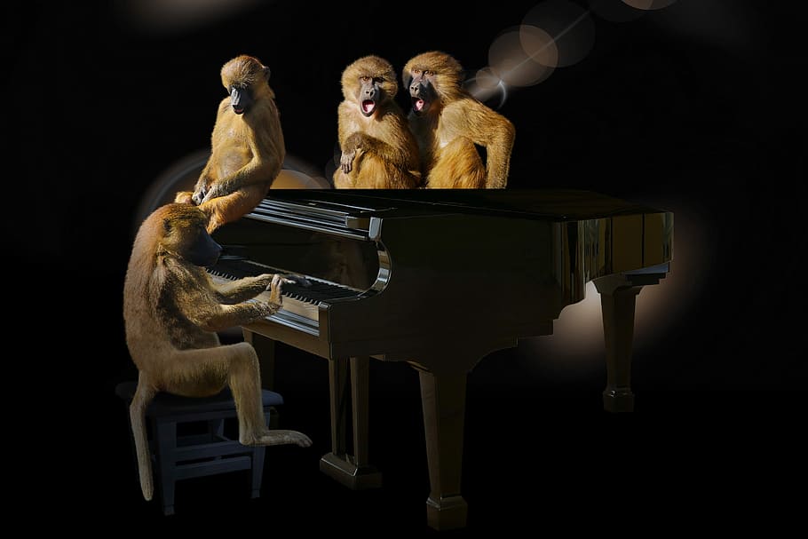 baboons on piano, animals, ape, art, music, sing, concert, singer HD wallpaper