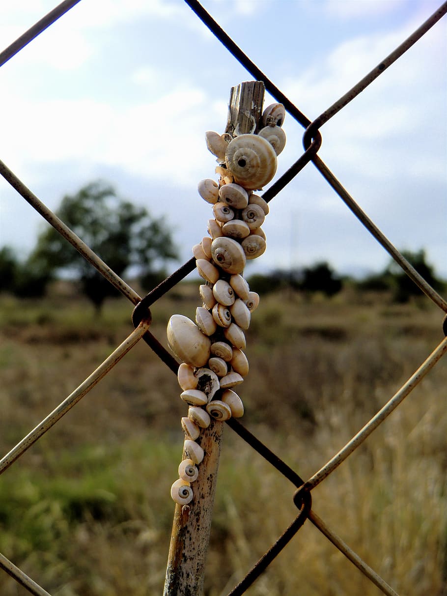 shells, snail, green, landscape, nature, ecology, environment HD wallpaper