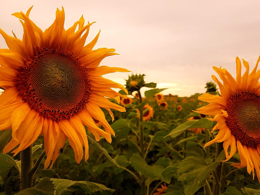 sunflower, yellow, blossom, bloom, summer, nature, sunflower field, HD wallpaper