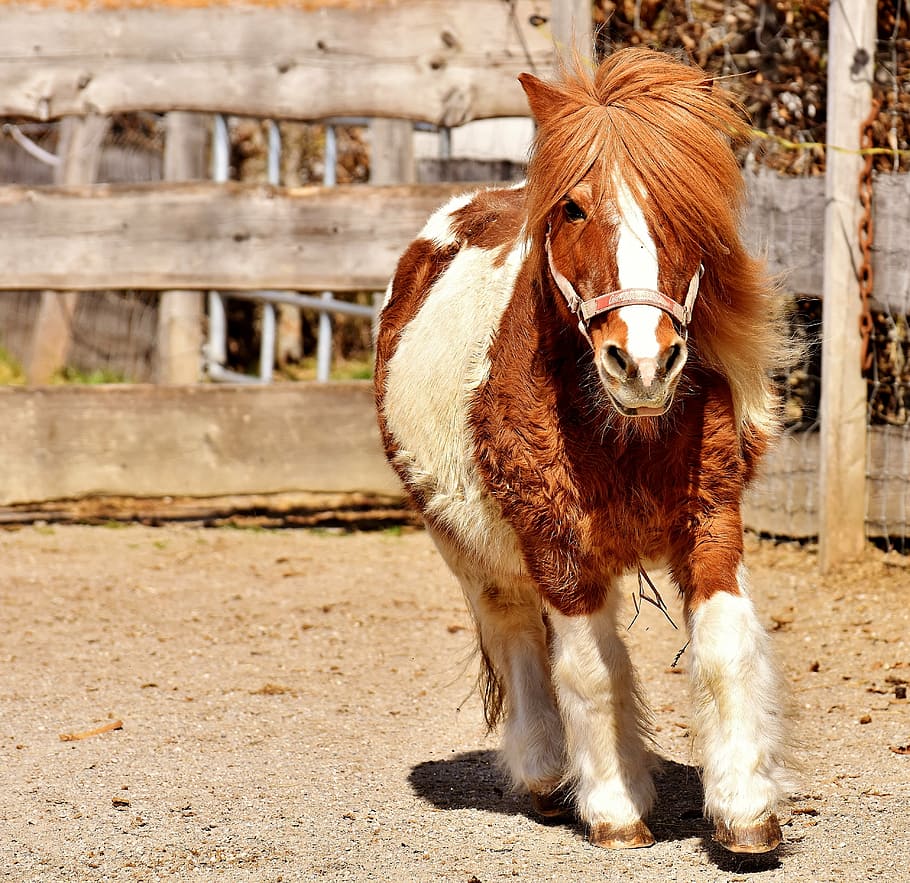 white and brown horse during daytime, pony, run, cute, small horse HD wallpaper