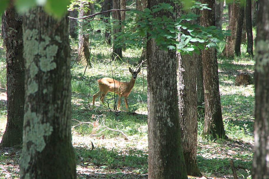 deer, forest, trees, wild, young, animals, animal themes, plant HD wallpaper