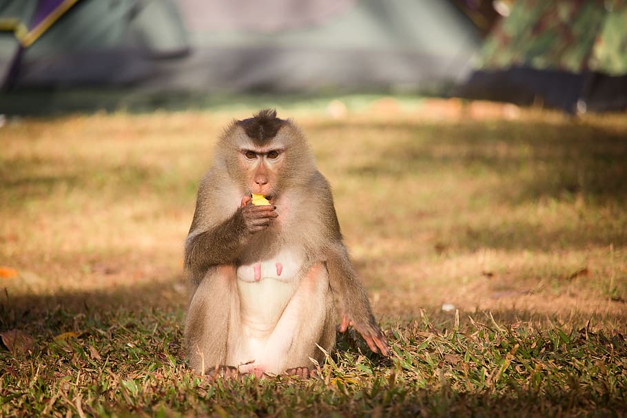 monkey, monkey forest, monkeys, nature, thailand, macaque, mammal HD wallpaper