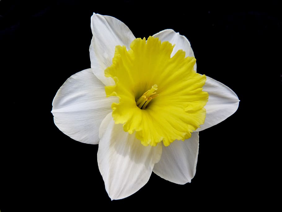 white and yellow flowers against black background, Macro, Nature HD wallpaper