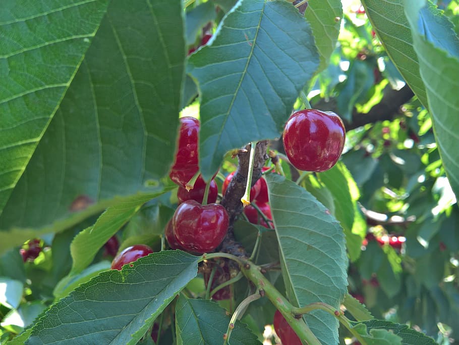 cherry, nature, fruit, leaf, plant part, healthy eating, food and drink HD wallpaper