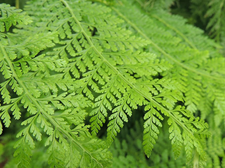 leaf, foliage, nature, green leaves, plant, garden, green sheet HD wallpaper