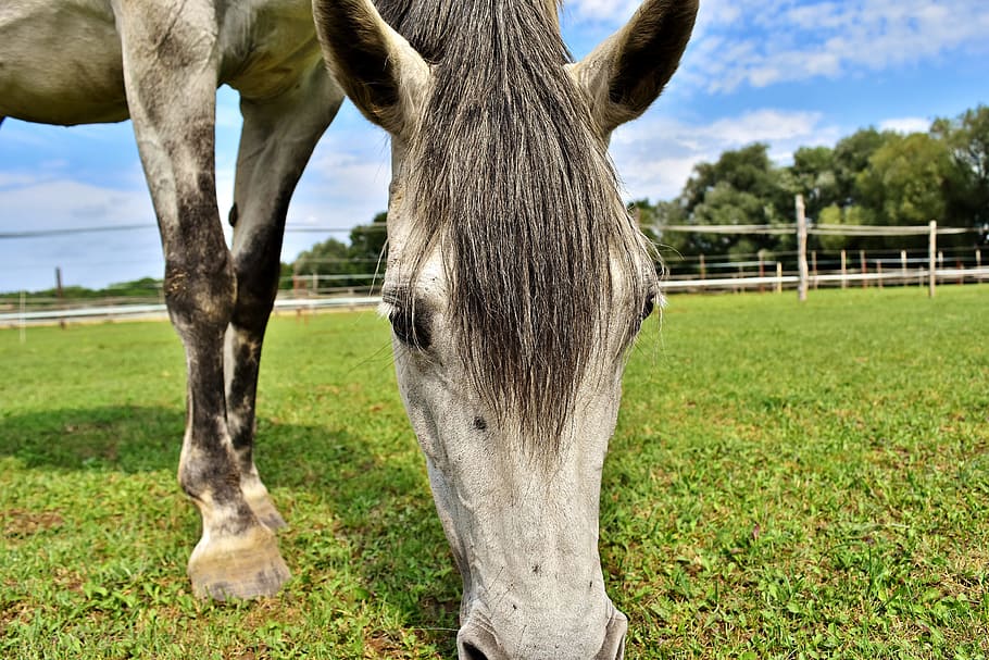 mold, horse, meadow, coupling, pony, graze, eat, mammal, animal themes HD wallpaper